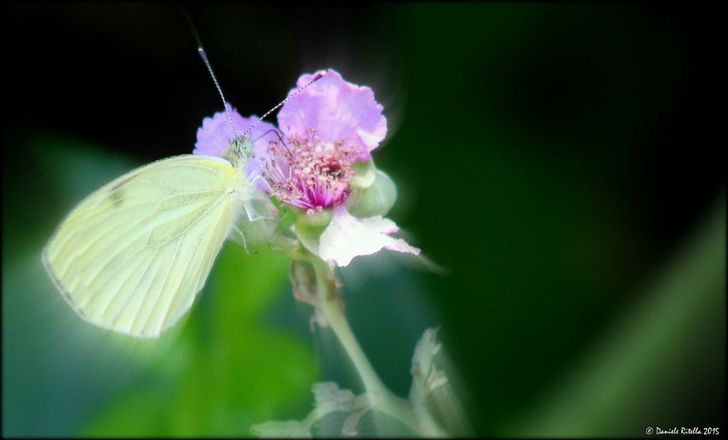 Richiesta ident.!!! Chi ? - Pieris napi